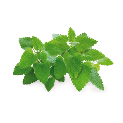 Click &amp; Grow Smart Garden Refill 3-pak