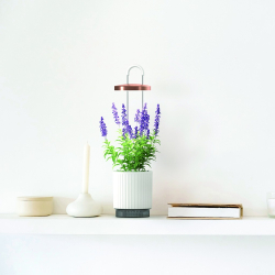 Click &amp; Grow HydroVase plant care kit