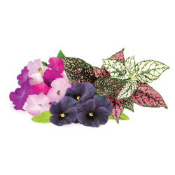 Click &amp; Grow Smart Garden Refill 9-pak